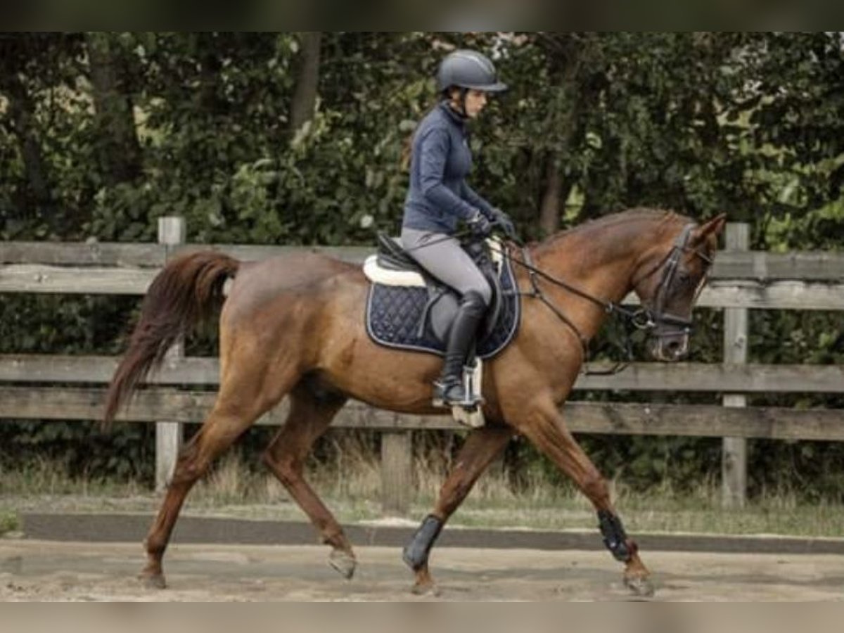 Vollblutaraber Hengst 10 Jahre 154 cm Fuchs in Diepenbeek