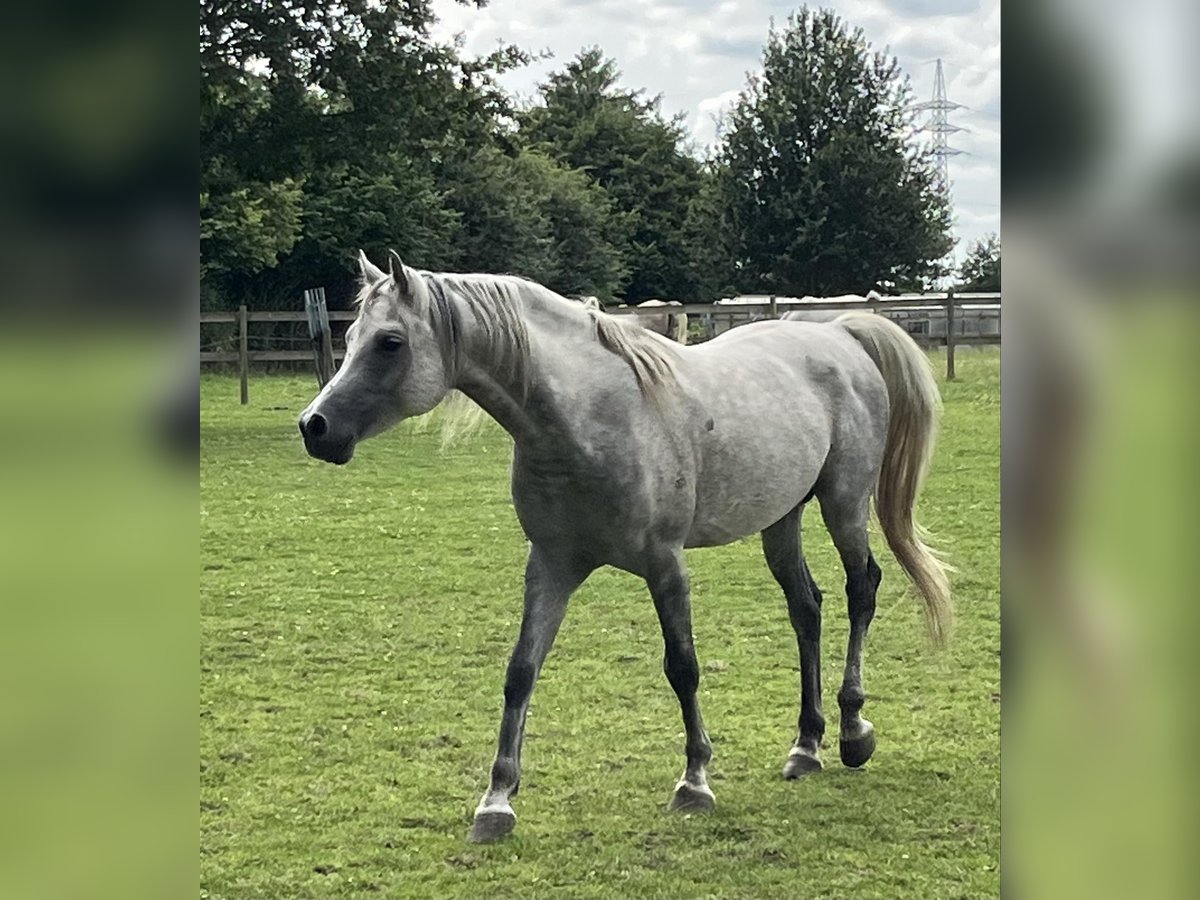 Vollblutaraber Hengst 11 Jahre 152 cm Apfelschimmel in Menen