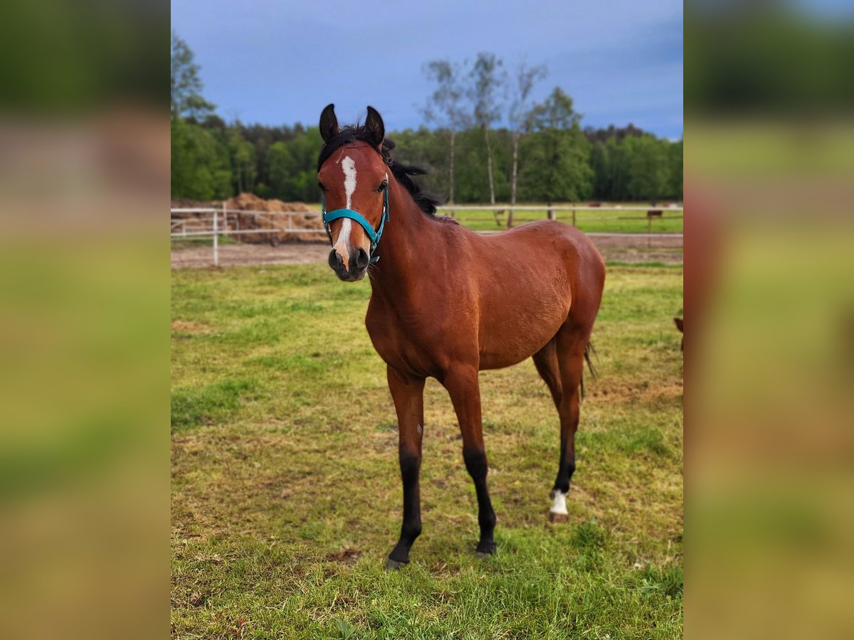 Vollblutaraber Hengst 1 Jahr 130 cm Rotbrauner in Lubiszyn