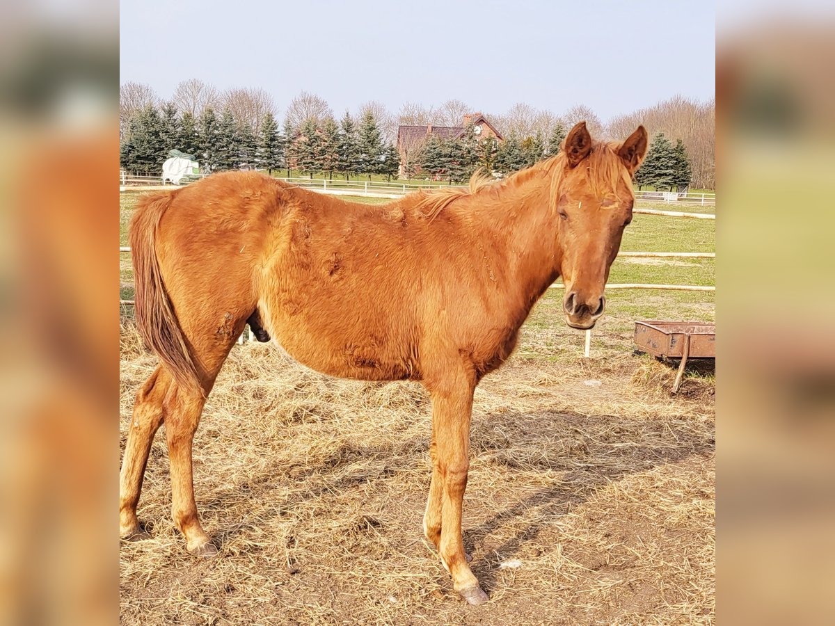 Vollblutaraber Hengst 1 Jahr 140 cm Fuchs in Lubiszyn