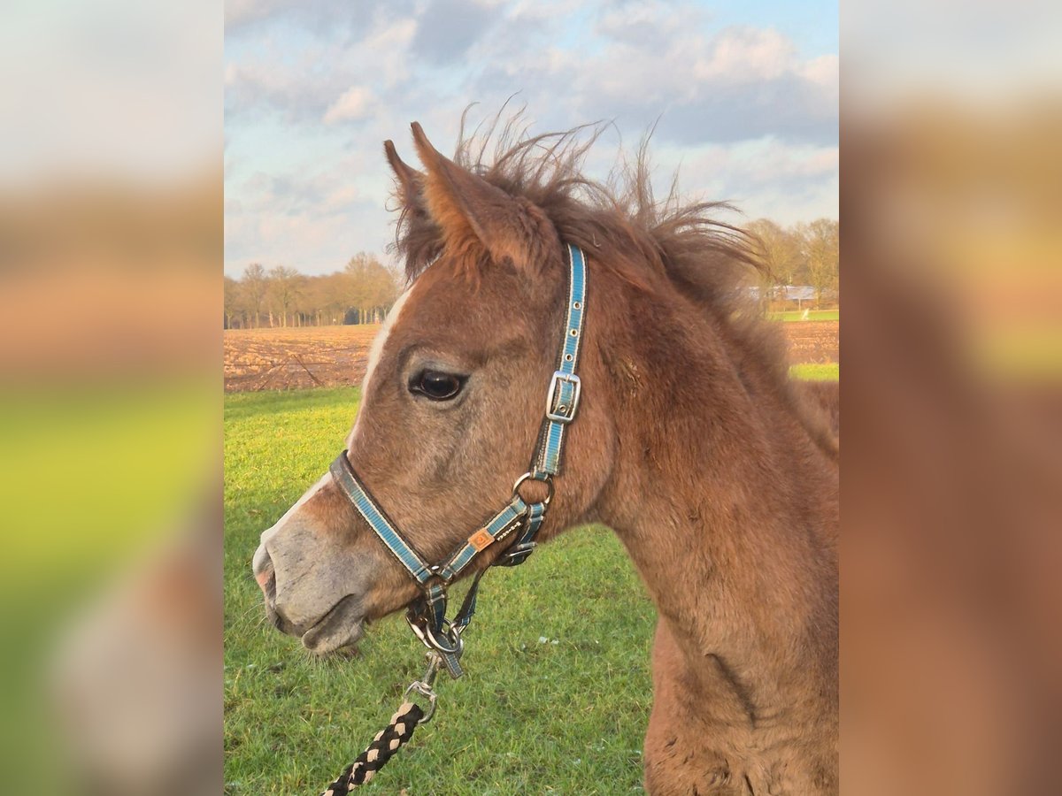 Vollblutaraber Hengst 1 Jahr 150 cm Braunfalbschimmel in Duizel