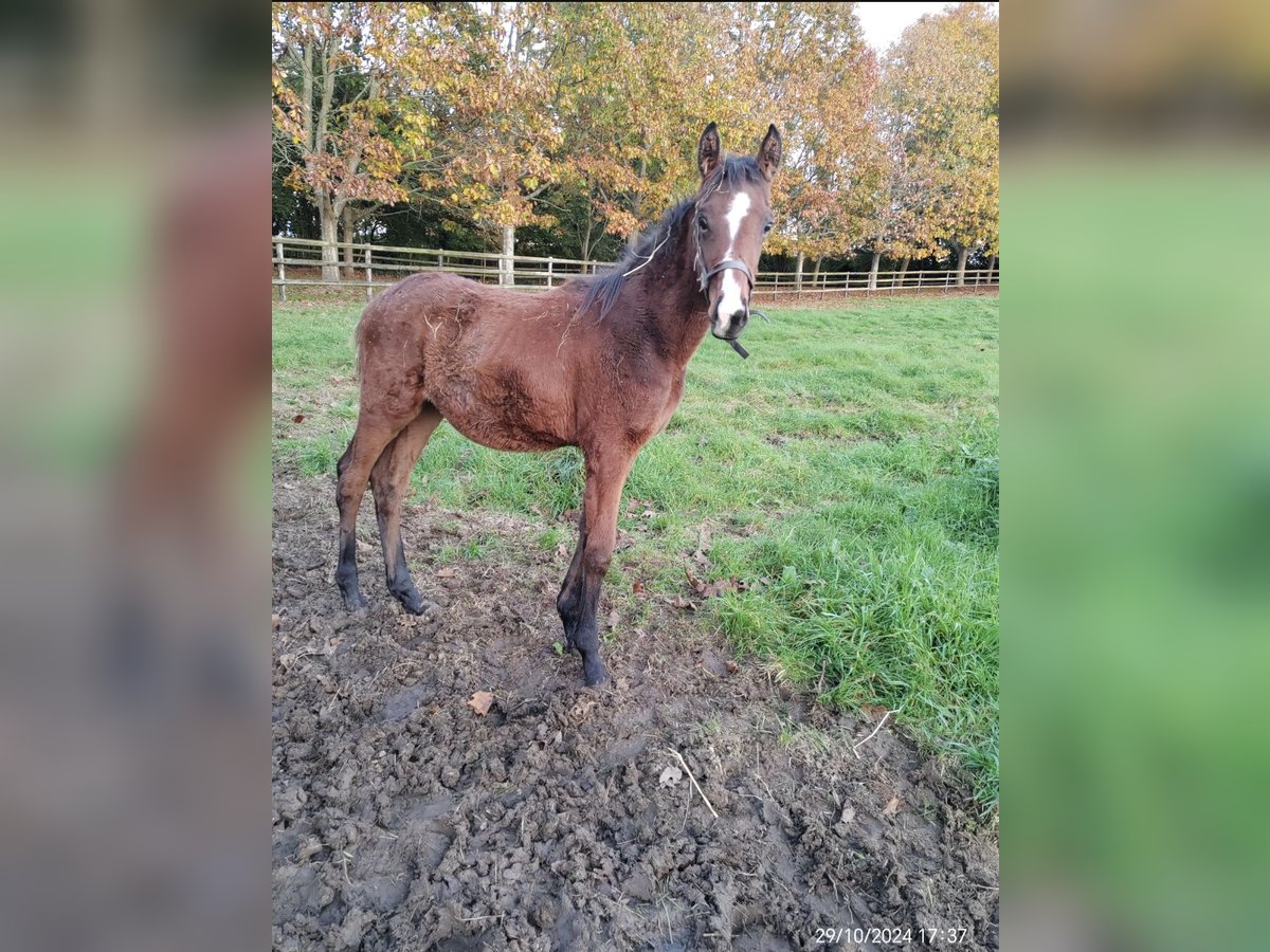 Vollblutaraber Hengst 1 Jahr Brauner in Brullemail