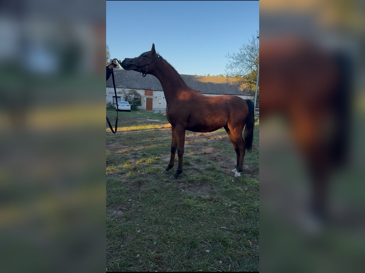 Vollblutaraber Hengst 1 Jahr Palomino in Pozna&#x144;