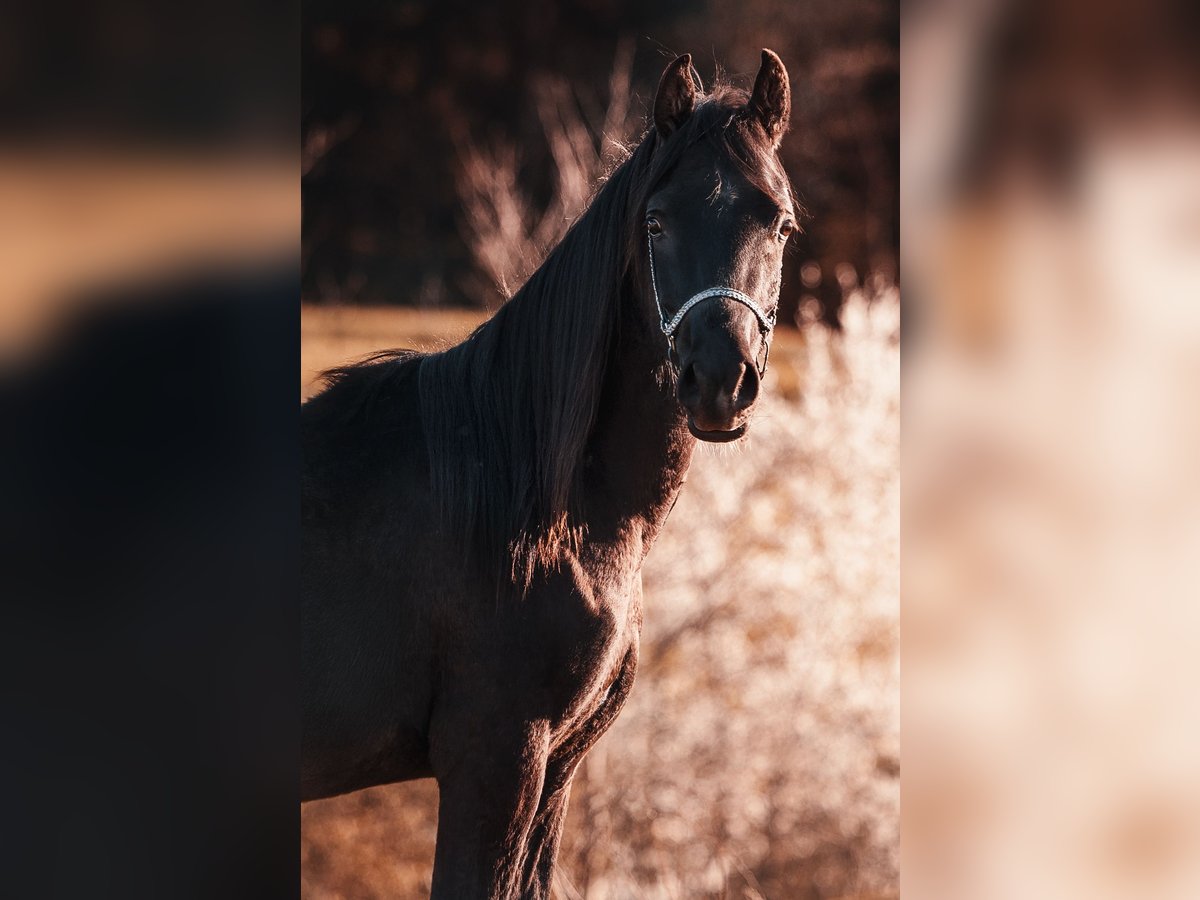 Vollblutaraber Hengst 2 Jahre 155 cm Rappe in Hagendorn