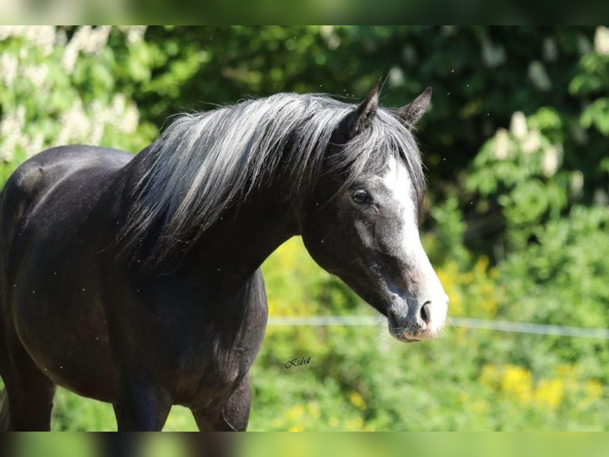 Vollblutaraber Hengst 2 Jahre 155 cm Rappschimmel in Kaub