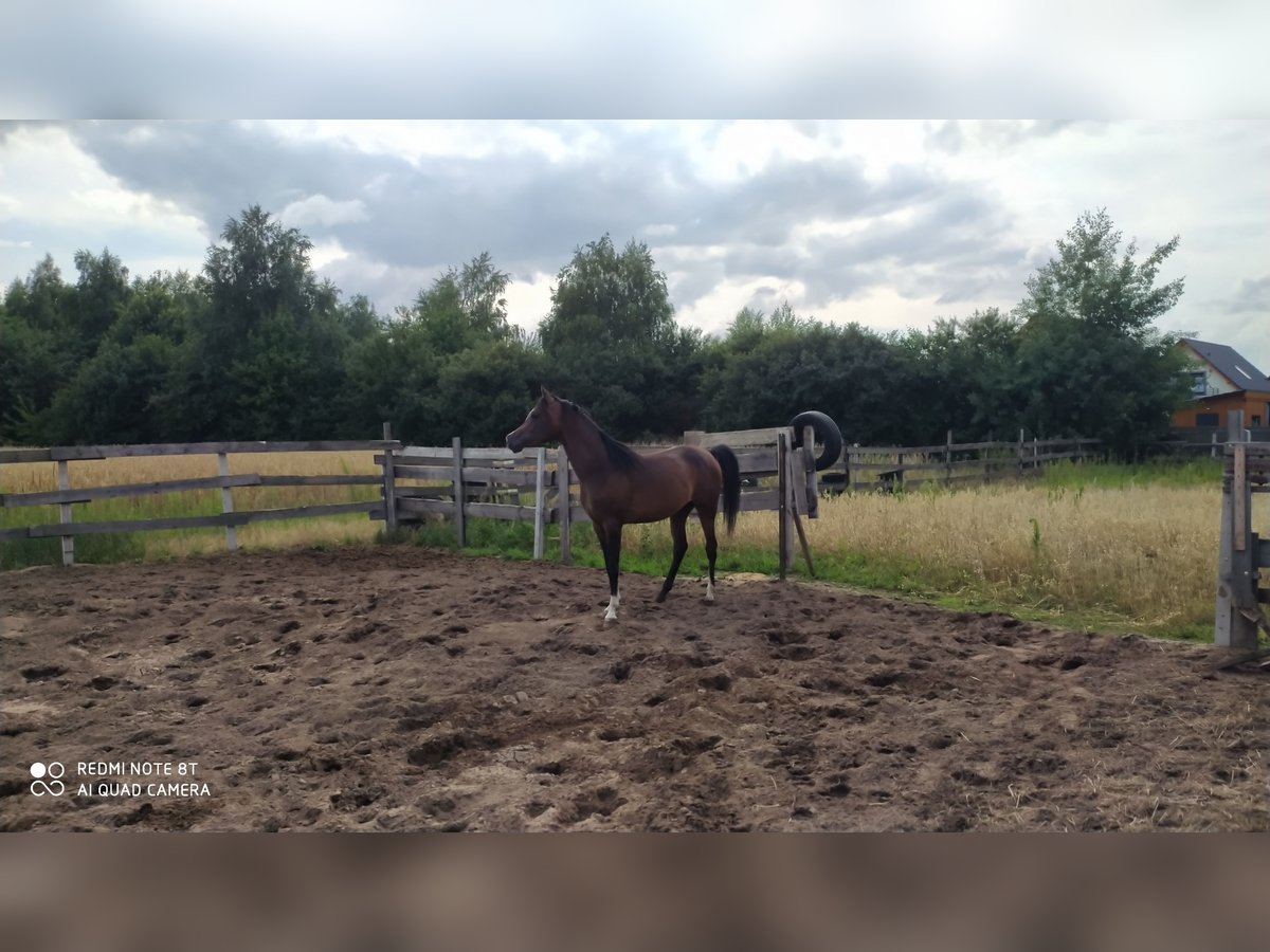 Vollblutaraber Hengst 2 Jahre 155 cm Schwarzbrauner in Rad&#x142;&#xF3;w