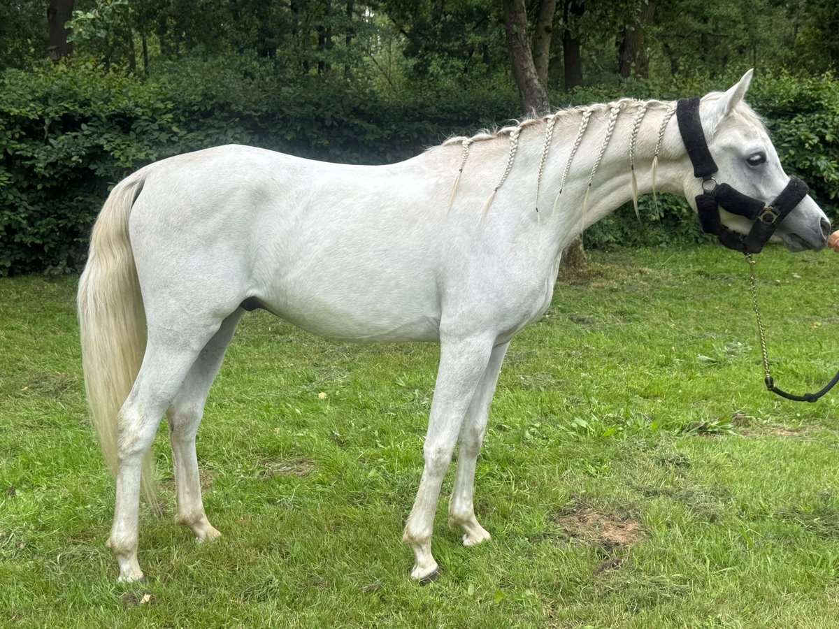 Vollblutaraber Hengst 2 Jahre Schimmel in Bergen L