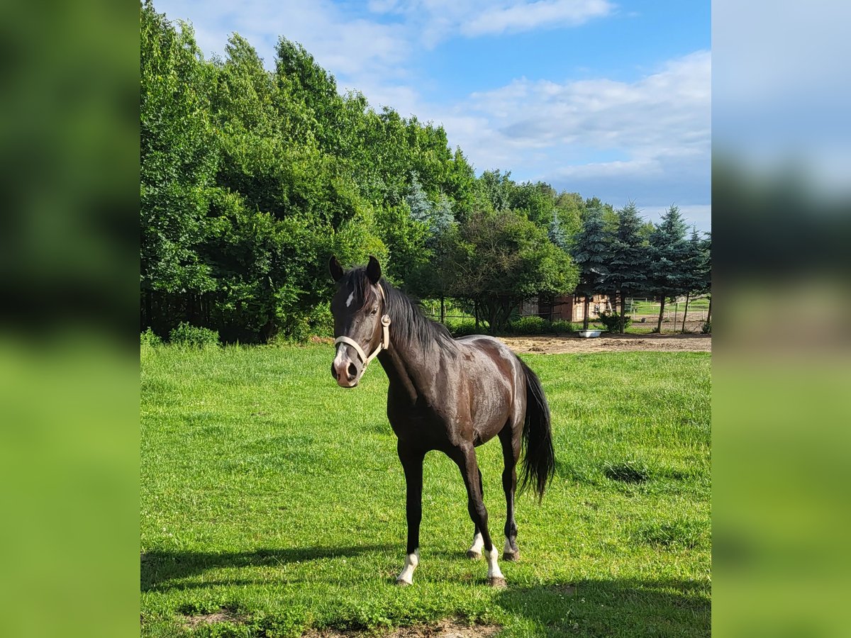 Vollblutaraber Hengst 3 Jahre 144 cm Schwarzbrauner in Lubiszyn