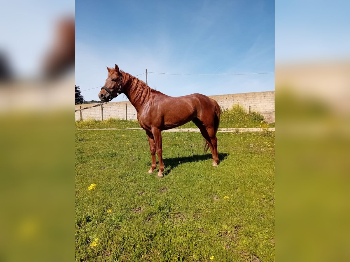 Vollblutaraber Hengst 4 Jahre 157 cm Fuchs in Nuoro