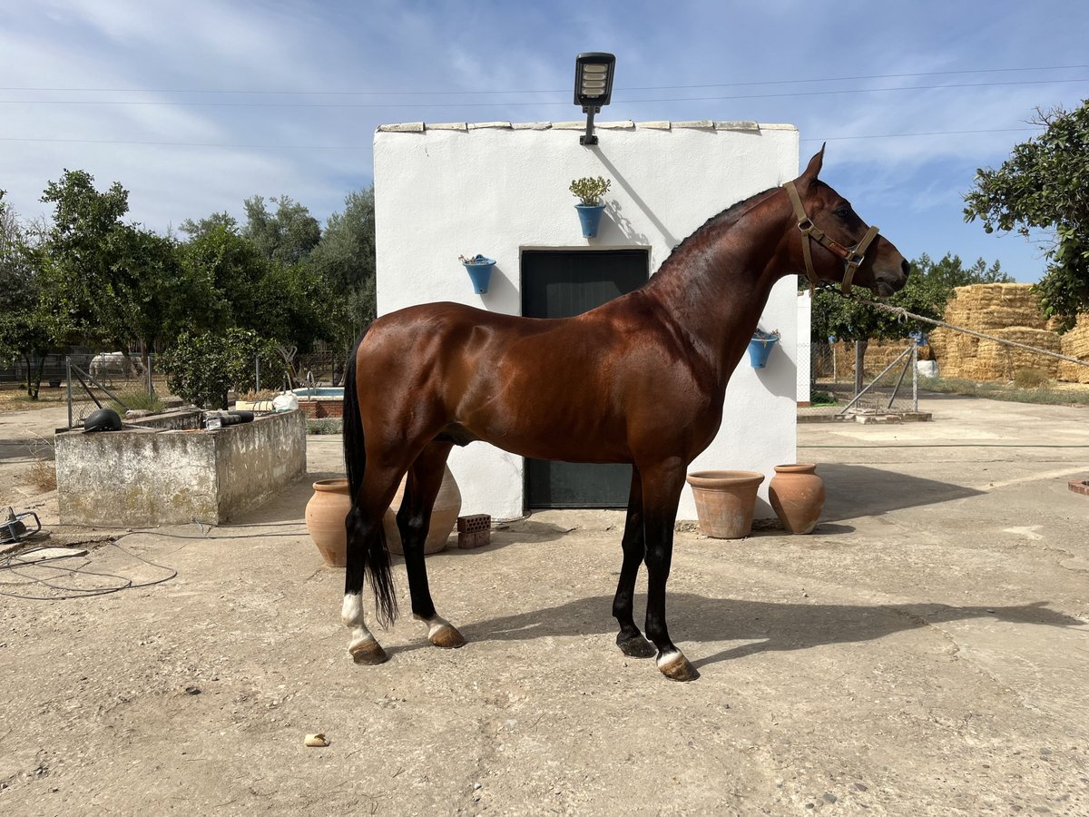 Vollblutaraber Hengst 8 Jahre 156 cm Brauner in Cordoba