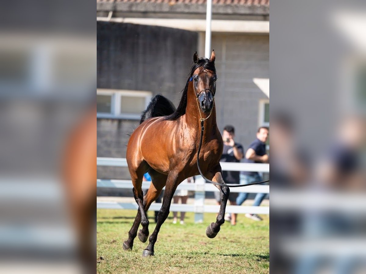 Vollblutaraber Hengst 9 Jahre 157 cm Brauner in Irurtzun