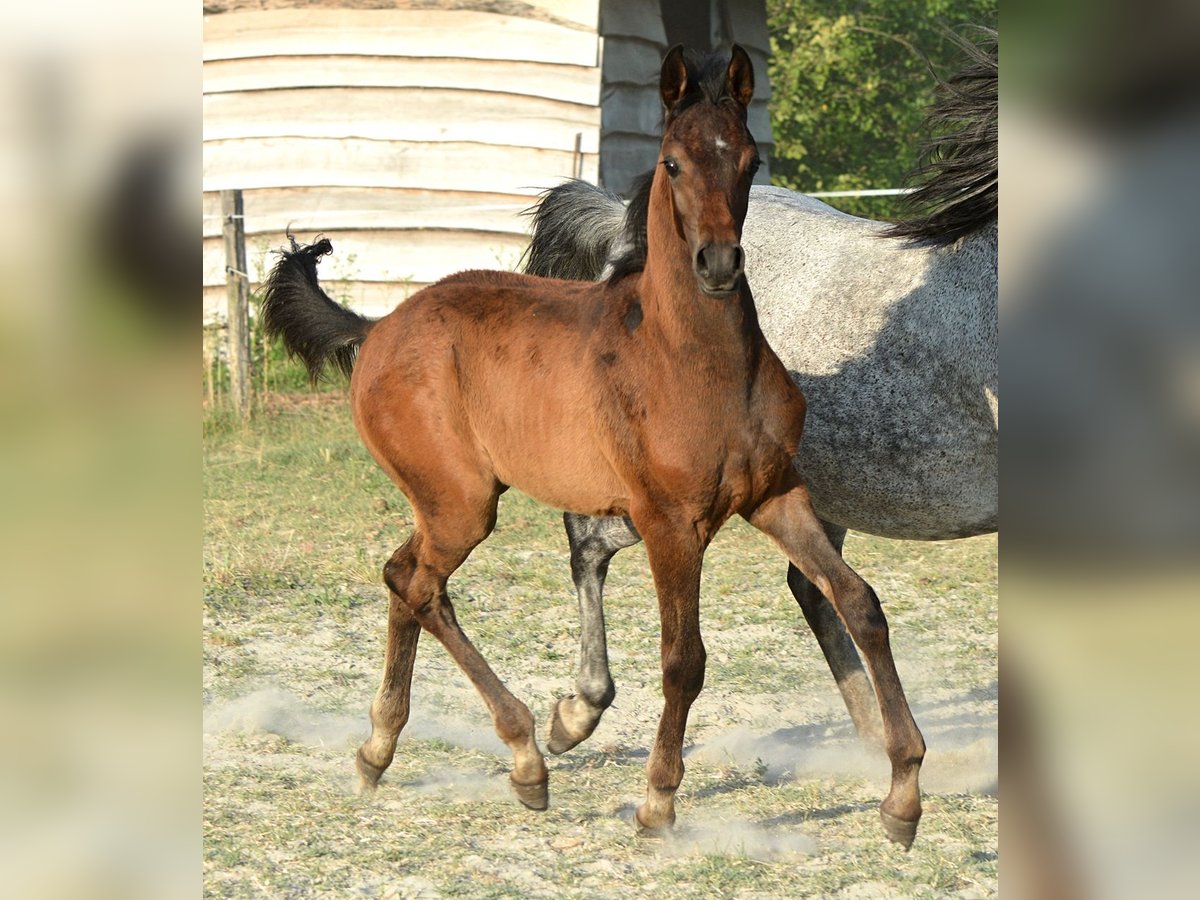 Vollblutaraber Hengst  153 cm Schimmel in Koprivnica