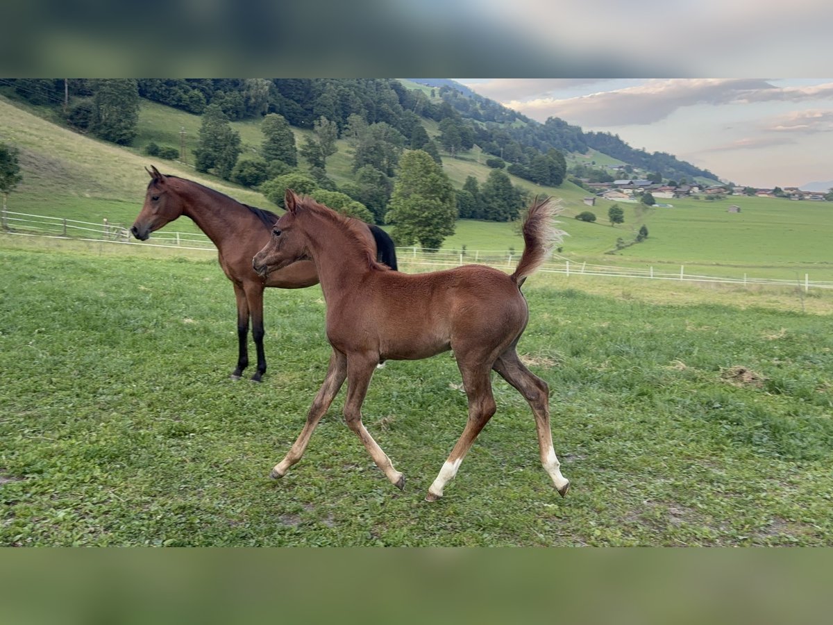 Vollblutaraber Hengst  154 cm Fliegenschimmel in Pirtendorf