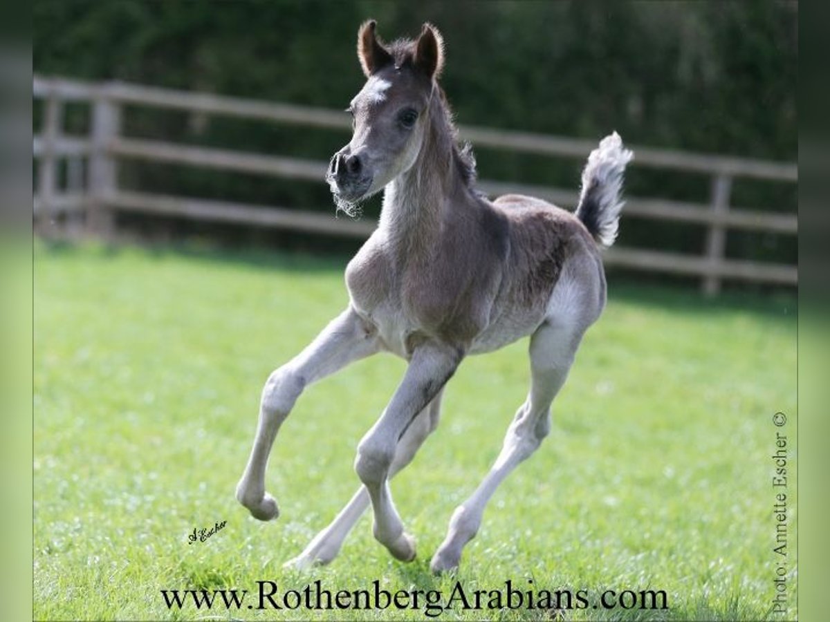 Vollblutaraber Hengst  155 cm Rappe in Monheim