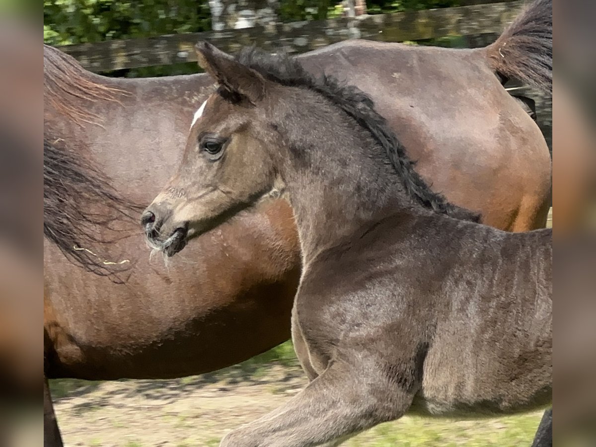 Vollblutaraber Hengst  157 cm Rappe in Tiefenbach