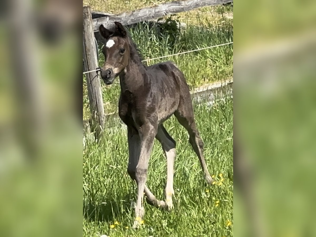 Vollblutaraber Hengst  157 cm Rappe in Tiefenbach