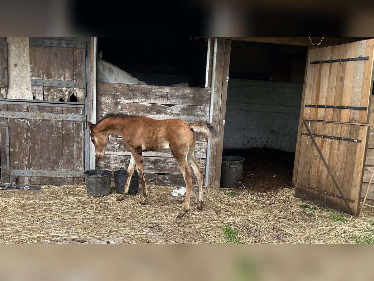 Vollblutaraber Hengst  Fuchs in Fosdinovo