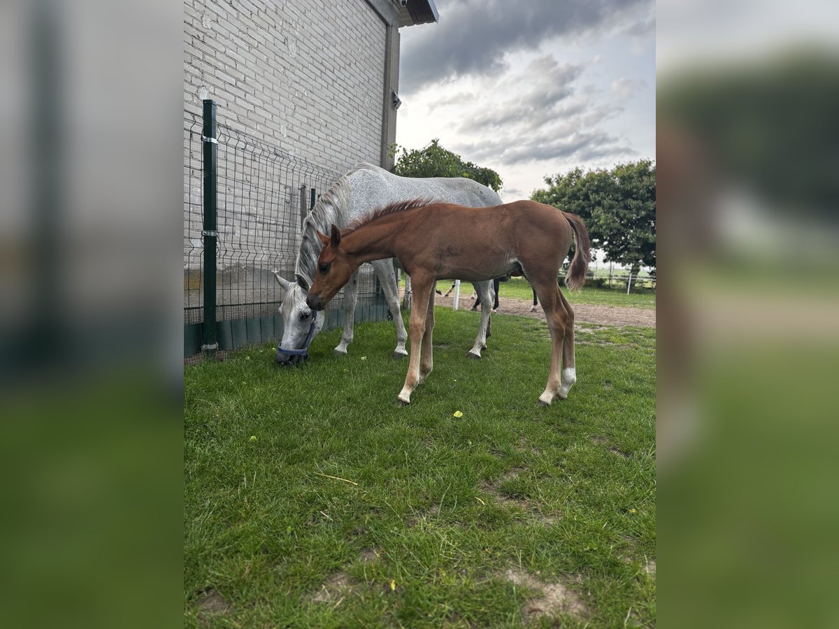Vollblutaraber Hengst  Fuchs in Szepietowo