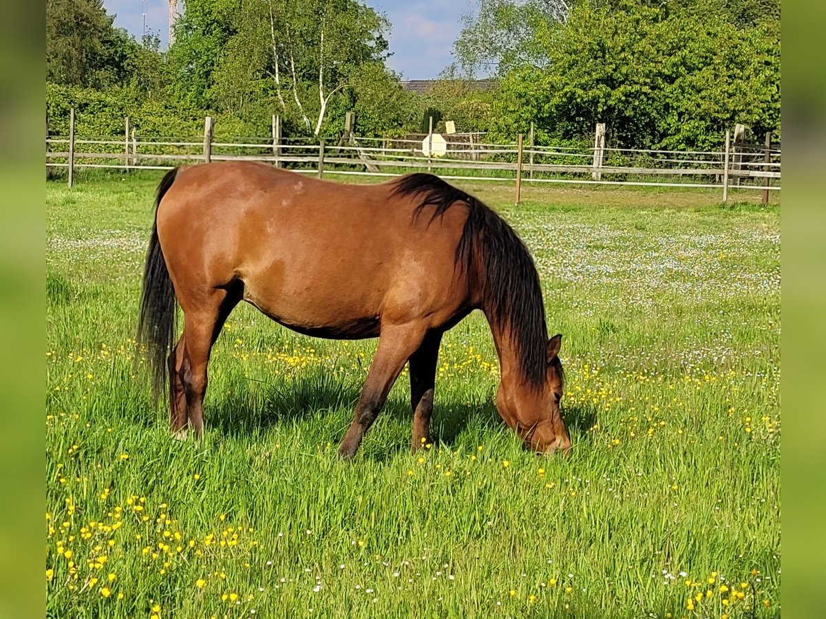 Vollblutaraber Stute 10 Jahre 144 cm Brauner in Moers