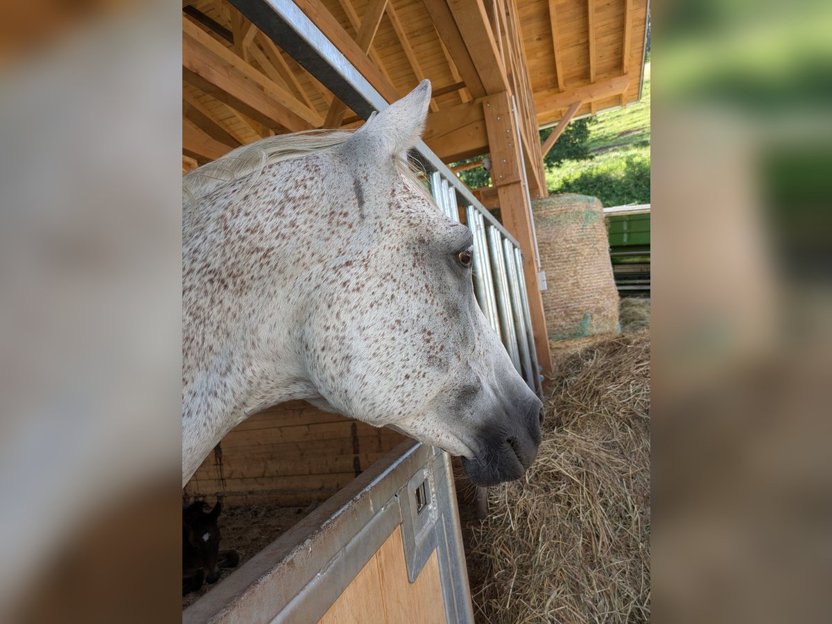 Vollblutaraber Stute 10 Jahre 159 cm Fliegenschimmel in Buchenbach