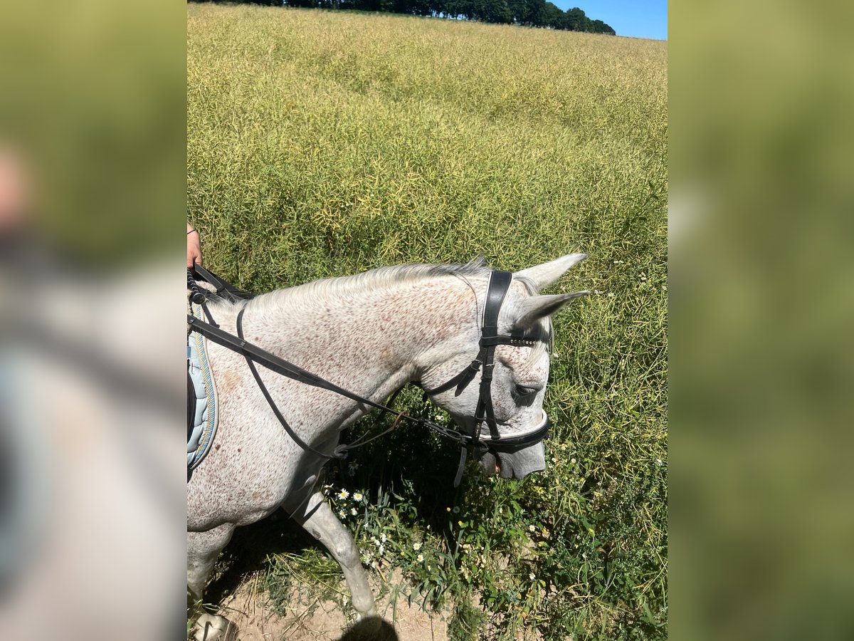 Vollblutaraber Stute 11 Jahre 146 cm Apfelschimmel in Wittgensdorf