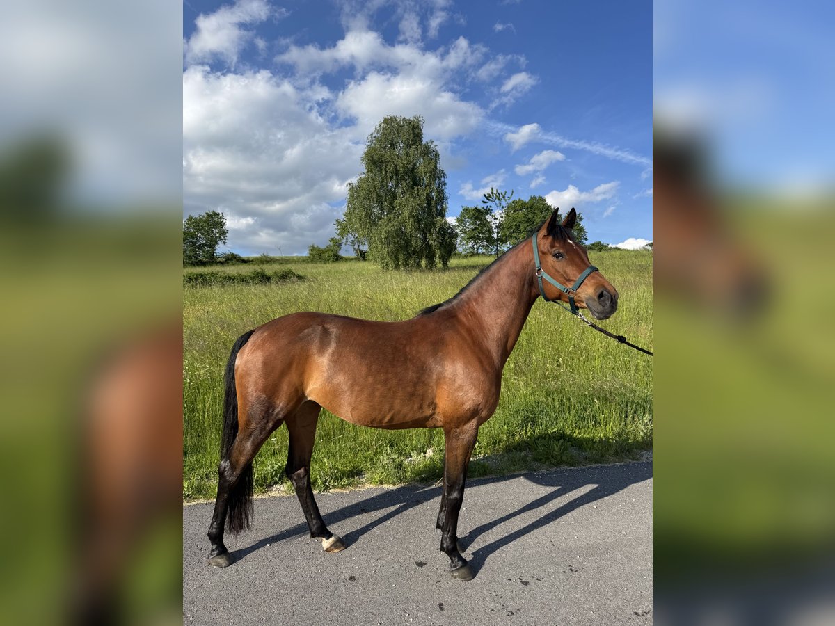 Vollblutaraber Stute 11 Jahre 152 cm Brauner in Oberlebing