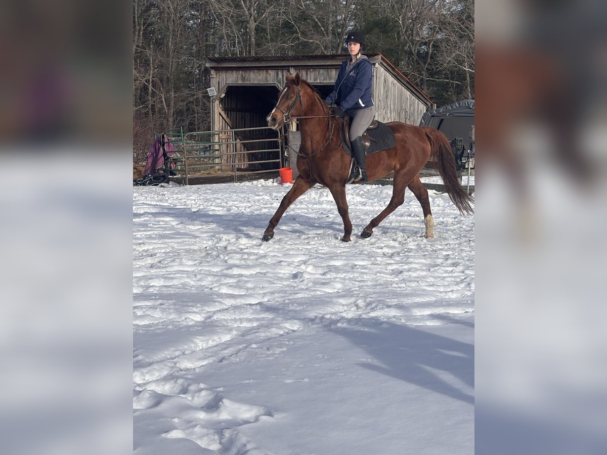 Vollblutaraber Mix Stute 11 Jahre 163 cm Dunkelfuchs in Cherry Valley