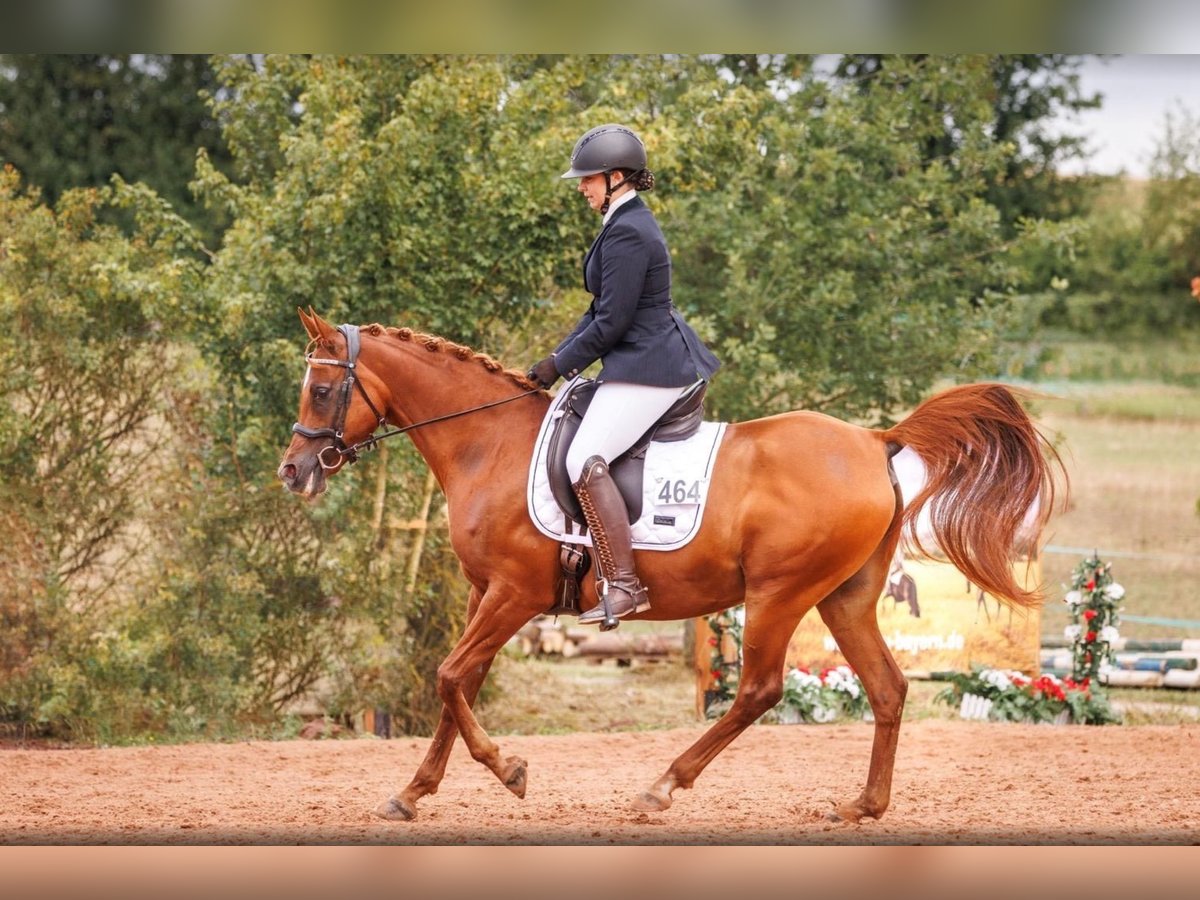 Vollblutaraber Stute 12 Jahre 157 cm Fuchs in Bad Neustadt an der Saale