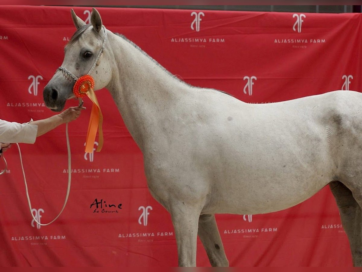 Vollblutaraber Stute 15 Jahre 152 cm Schimmel in Picauville