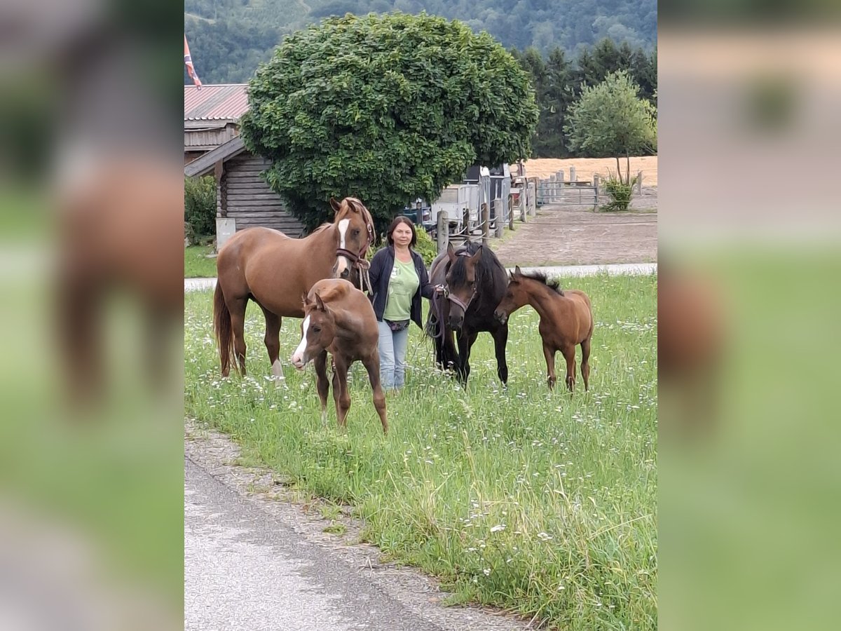 Vollblutaraber Stute 16 Jahre 156 cm Dunkelfuchs in Reichraming