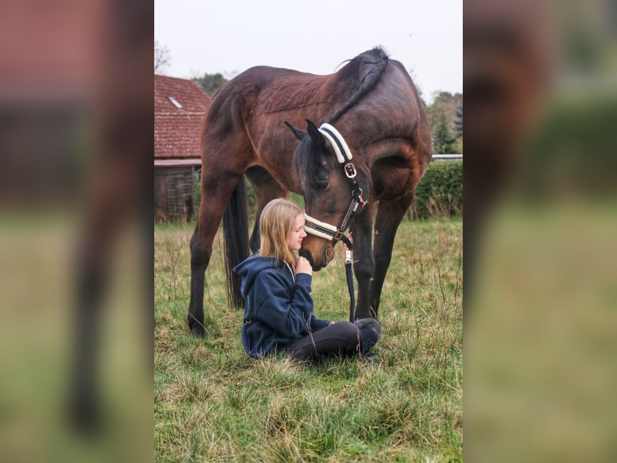 Vollblutaraber Stute 16 Jahre 157 cm Dunkelbrauner in Bienenb&#xFC;ttel
