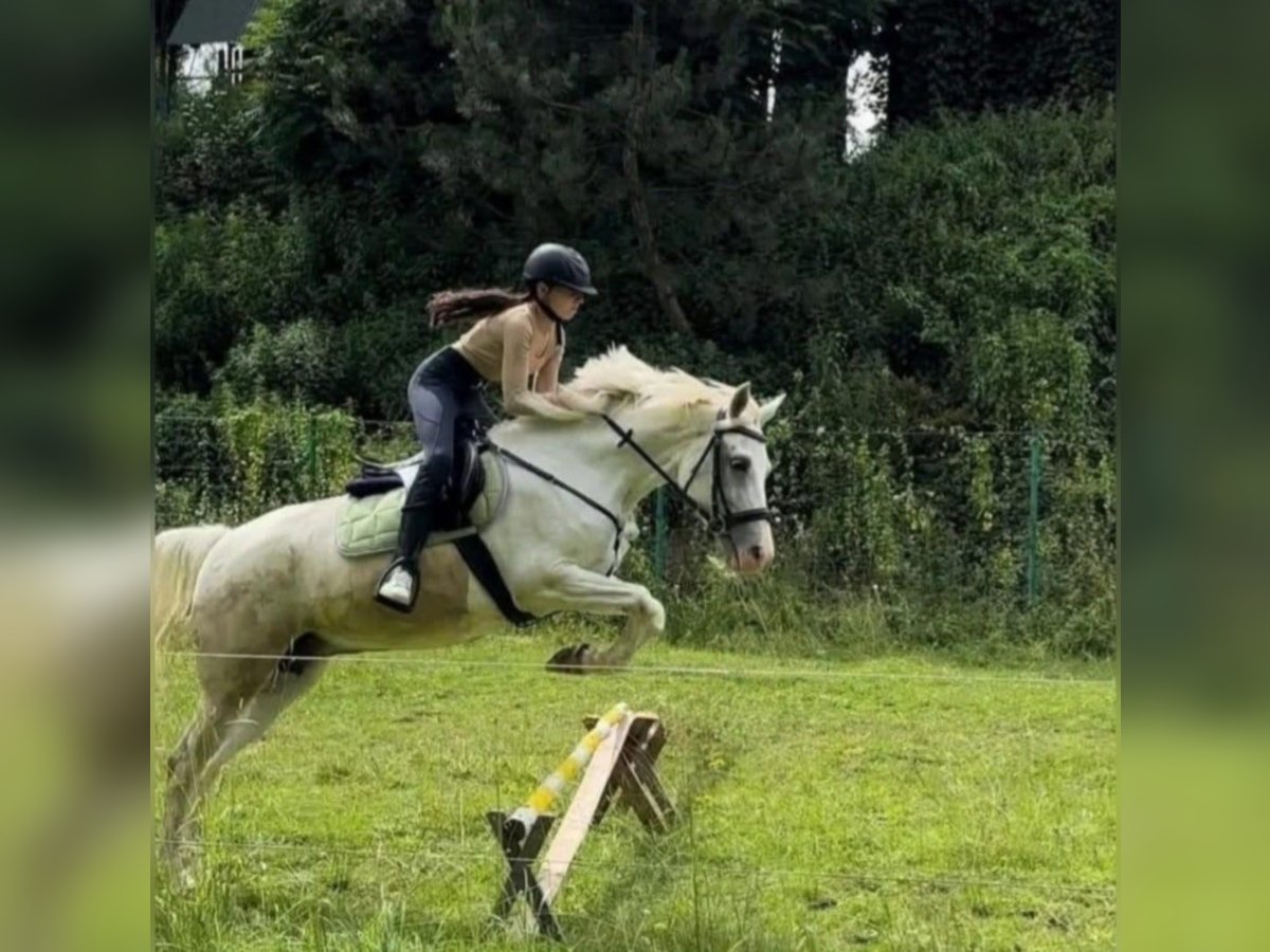 Vollblutaraber Mix Stute 17 Jahre 150 cm White in Jordan&#xF3;w