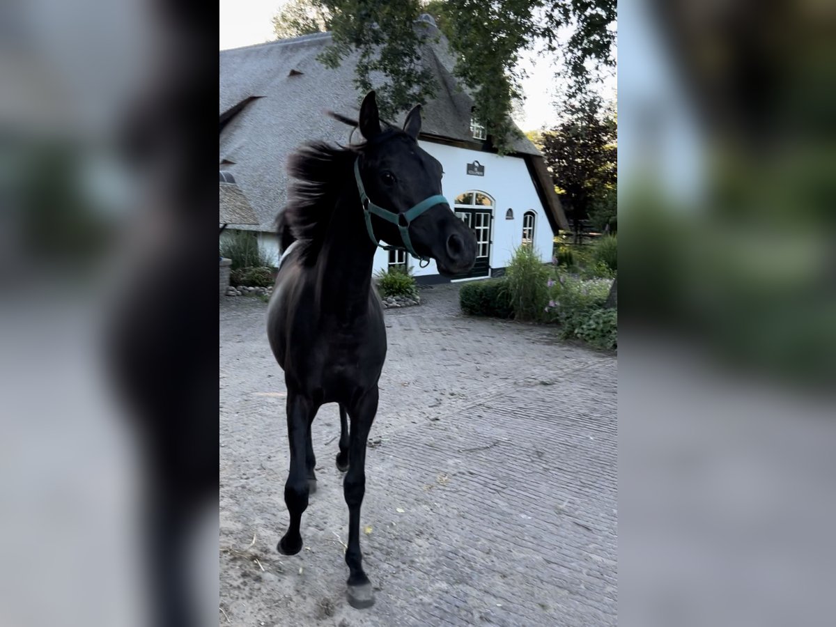 Vollblutaraber Stute 1 Jahr 150 cm Rappe in Uddel