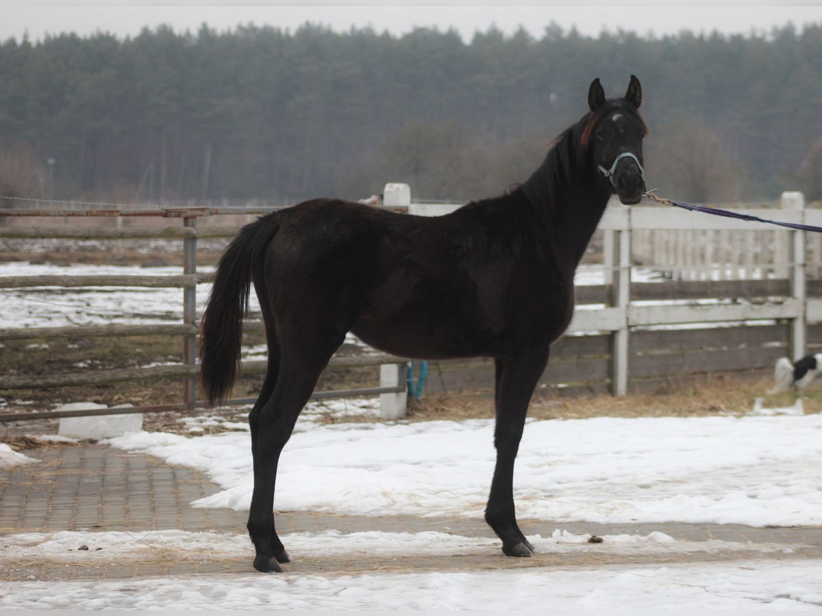 Vollblutaraber Stute 1 Jahr 157 cm Rappe in Santok