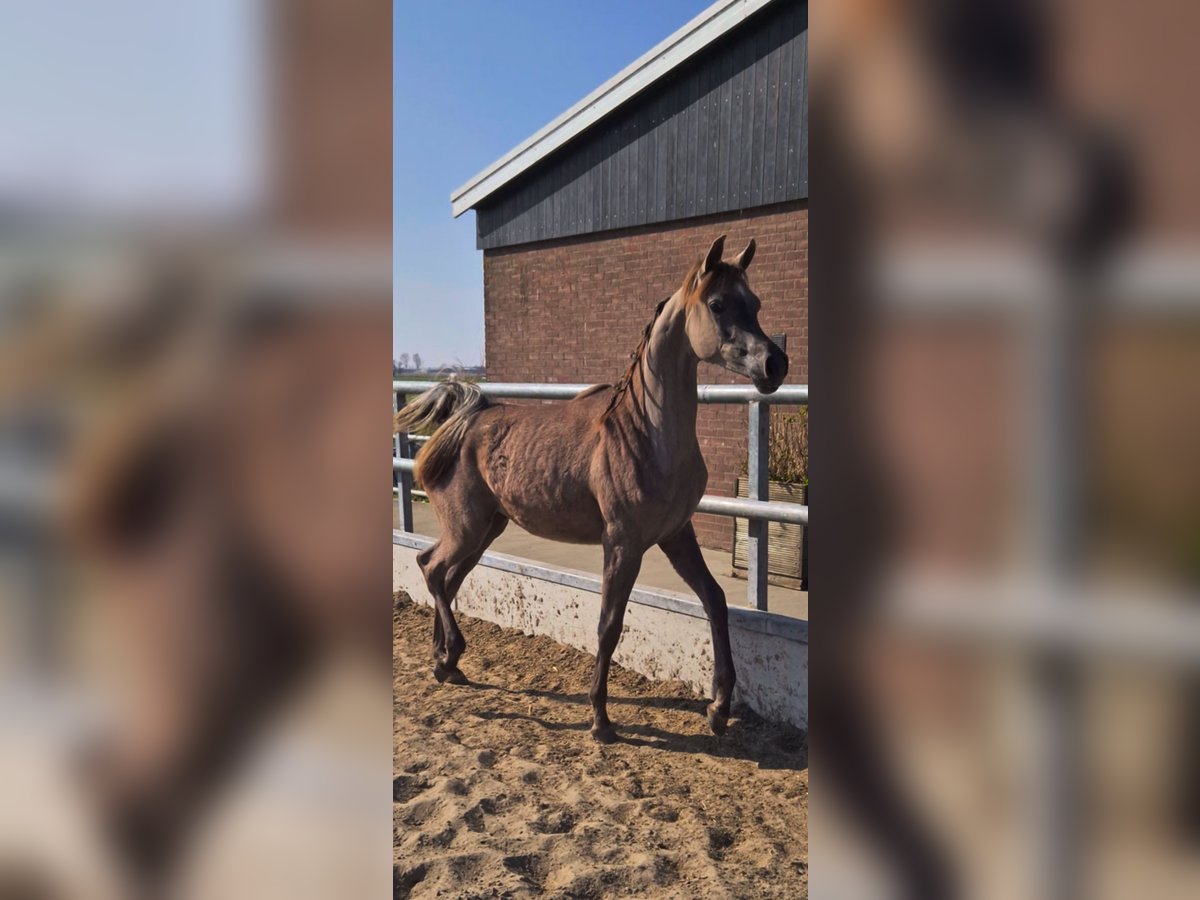 Vollblutaraber Stute 1 Jahr 157 cm Schimmel in Nieuwkoop