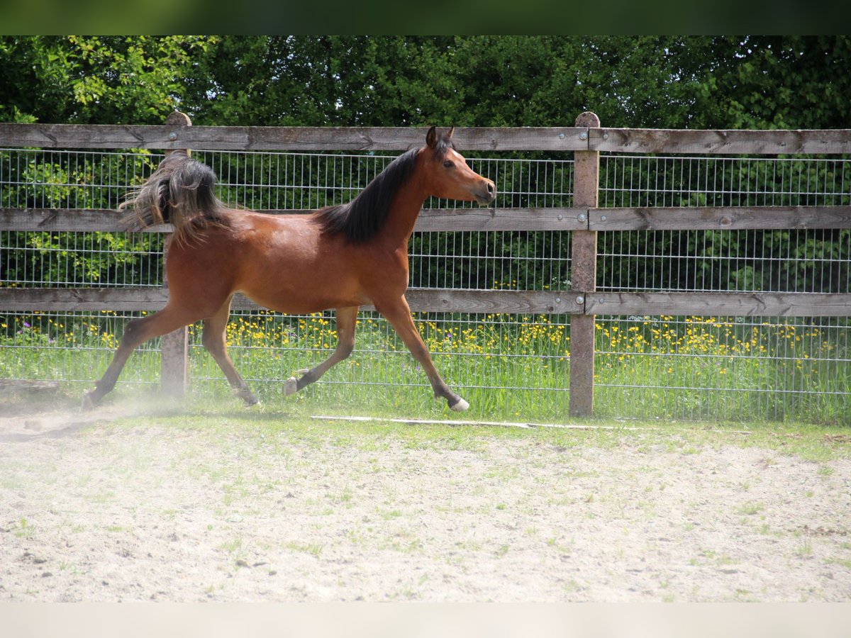 Vollblutaraber Stute 1 Jahr Brauner in Nellingen