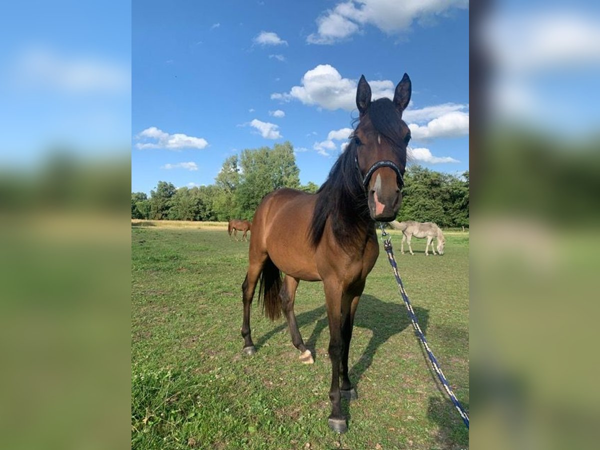 Vollblutaraber Stute 2 Jahre 152 cm Brauner in Harsum