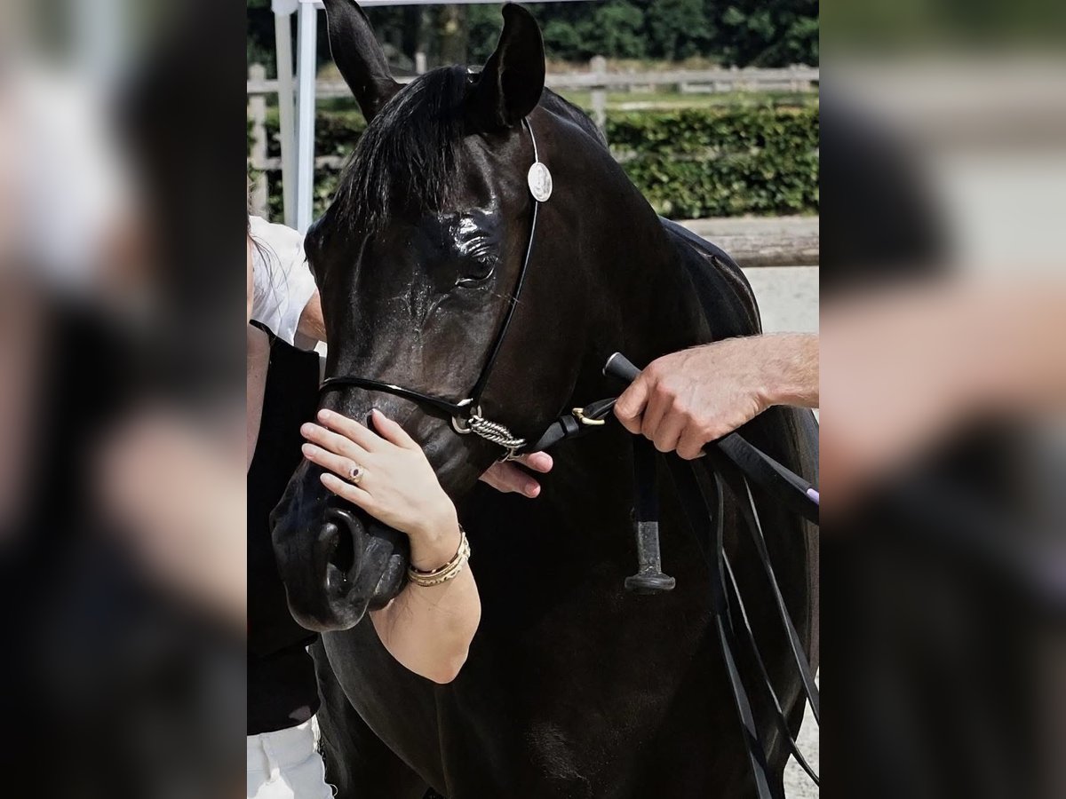 Vollblutaraber Stute 2 Jahre 152 cm Rappe in Uddel