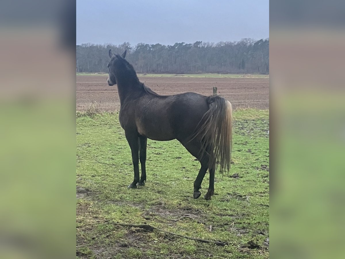 Vollblutaraber Stute 3 Jahre 150 cm Schimmel in WietzeWietze