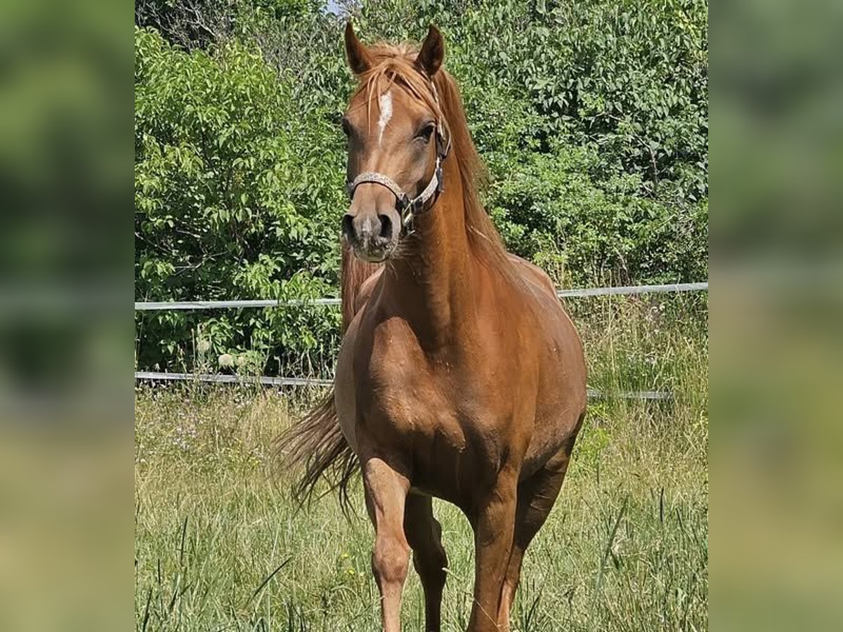 Vollblutaraber Stute 3 Jahre 152 cm Fuchs in Theresienfeld