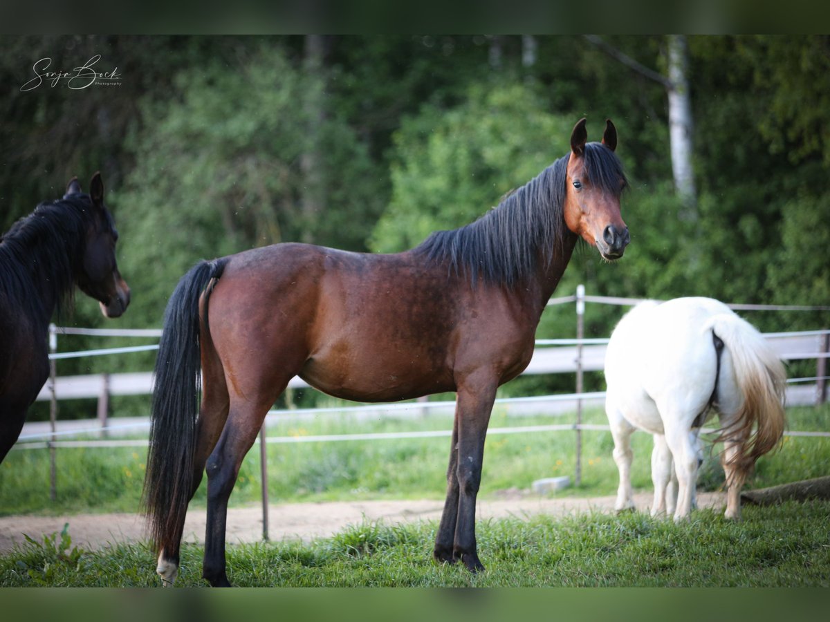 Vollblutaraber Stute 3 Jahre 154 cm Brauner in Moosbach