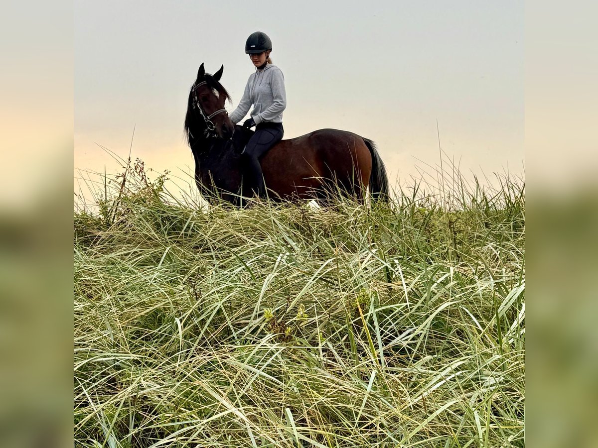 Vollblutaraber Stute 3 Jahre 154 cm Dunkelbrauner in Wangerland Hohenkirchen