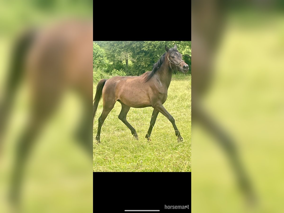 Vollblutaraber Stute 3 Jahre 155 cm Rotbrauner in Gers
