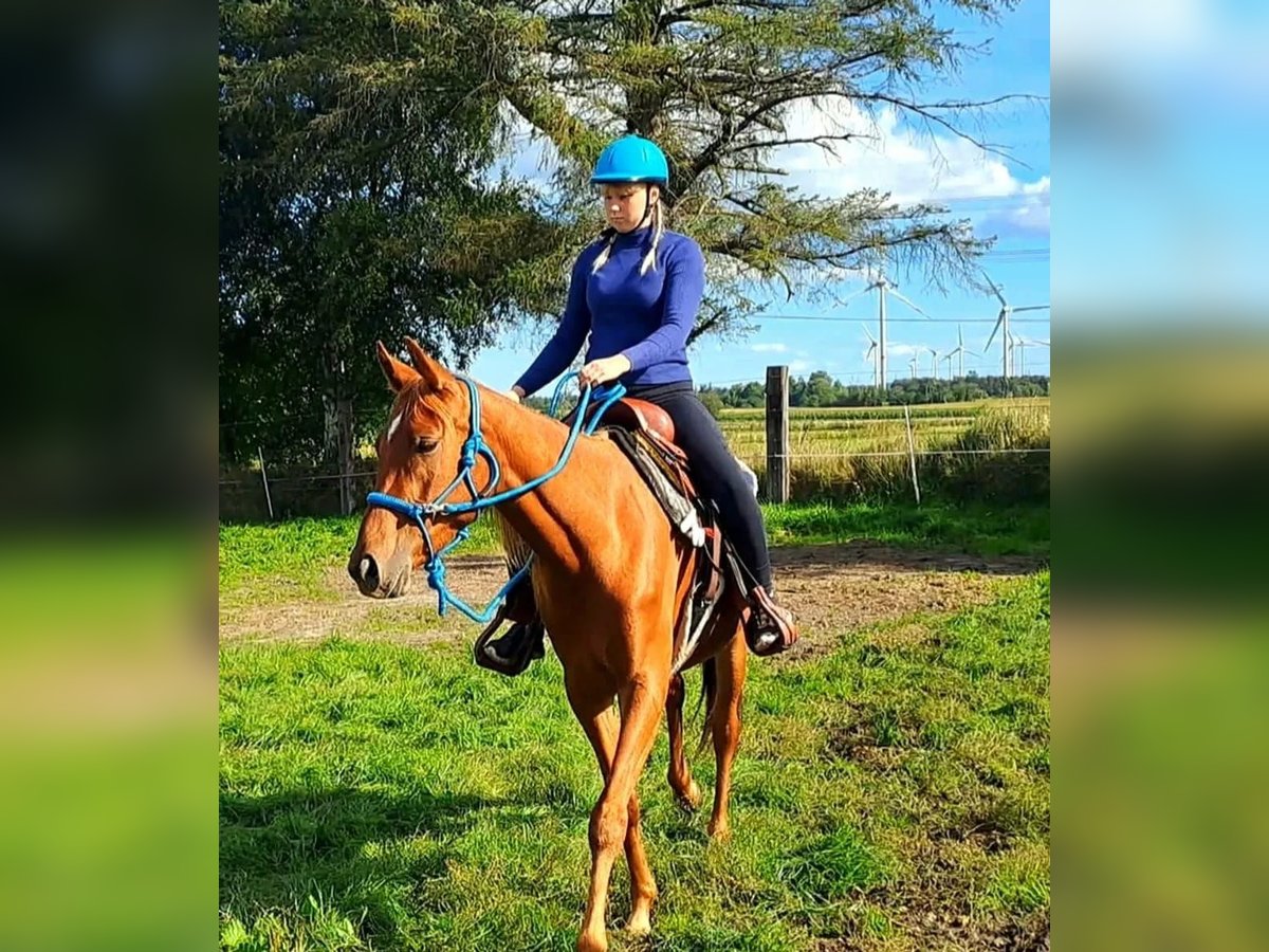 Vollblutaraber Mix Stute 3 Jahre 156 cm Fuchs in Bredstedt
