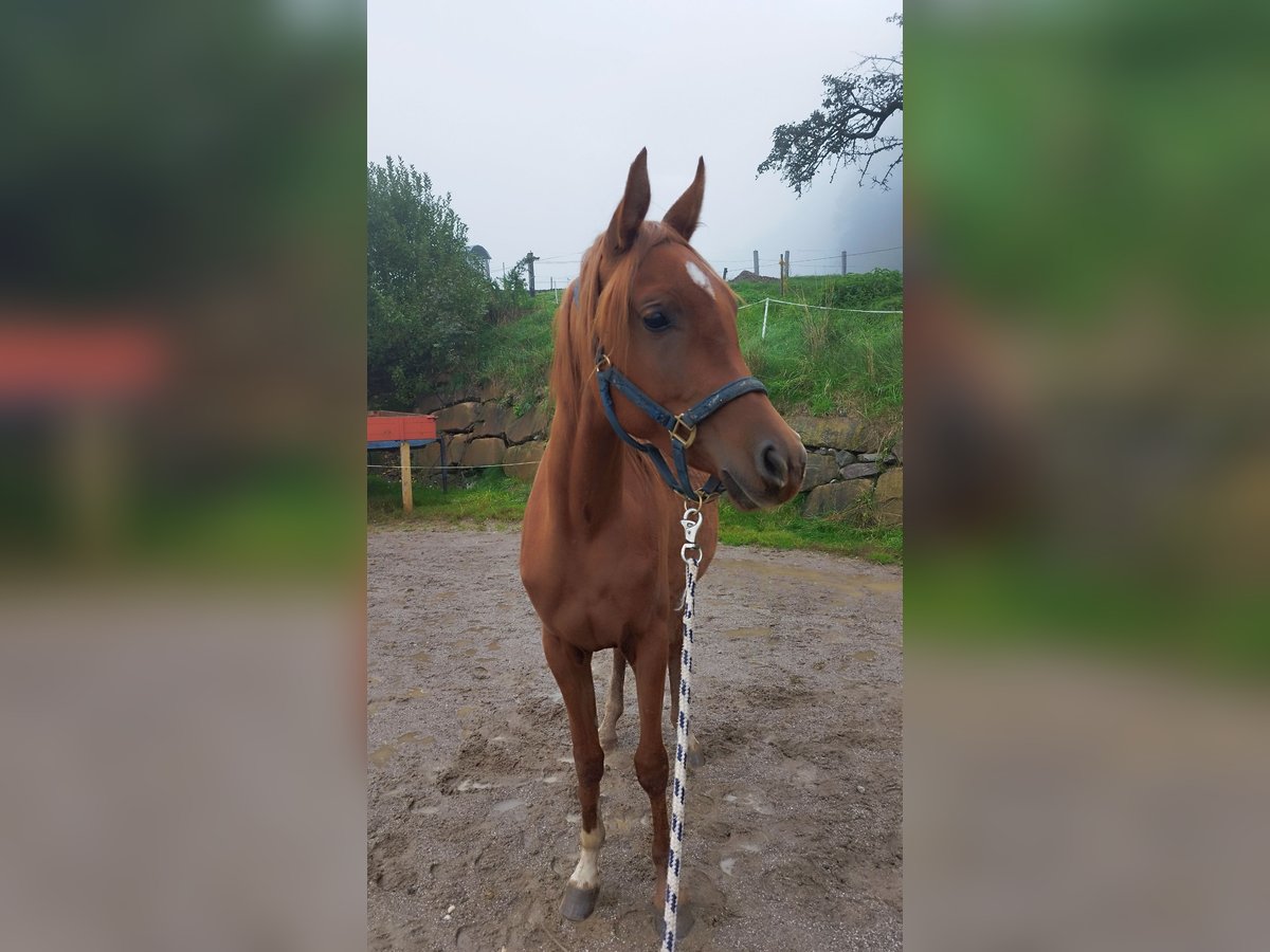 Vollblutaraber Stute 3 Jahre Fuchs in Italien