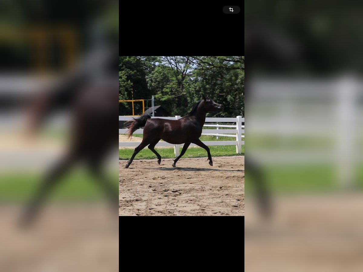 Vollblutaraber Stute 4 Jahre 155 cm Rappe in Starzach