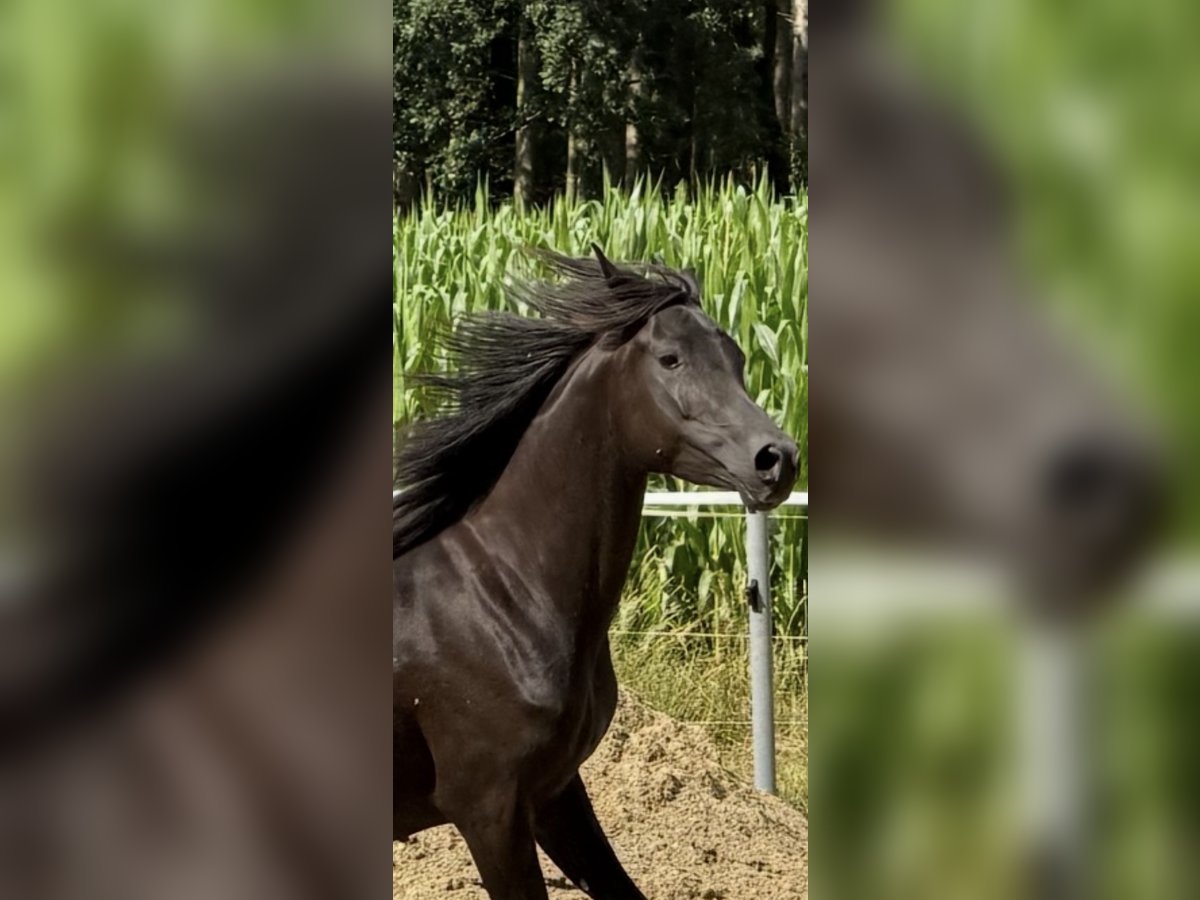 Vollblutaraber Stute 5 Jahre 154 cm Rappe in Mengen