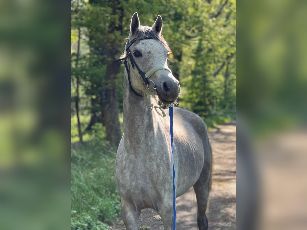 Vollblutaraber Stute 5 Jahre 155 cm Blauschimmel in Simmerath