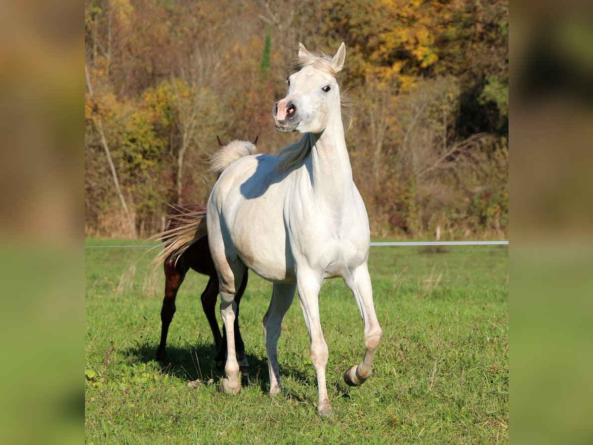 Vollblutaraber Stute 5 Jahre 155 cm White in Zgornje Gorje