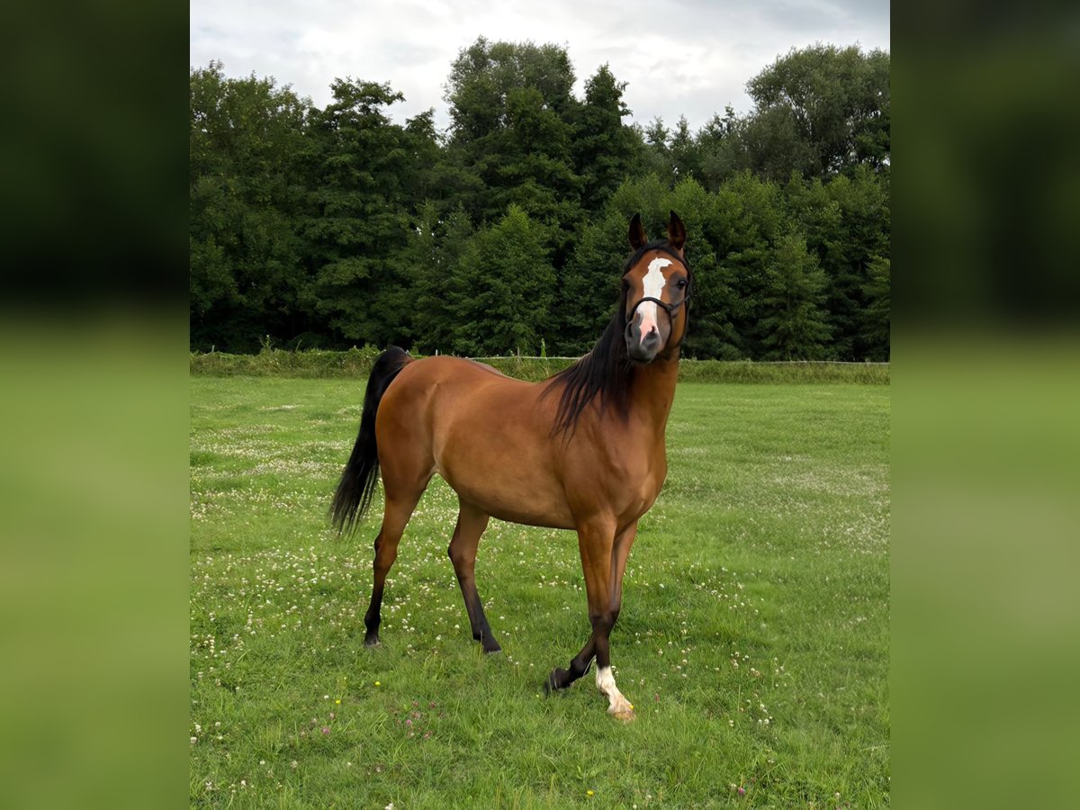 Vollblutaraber Stute 6 Jahre 141 cm Brauner in bierbeek